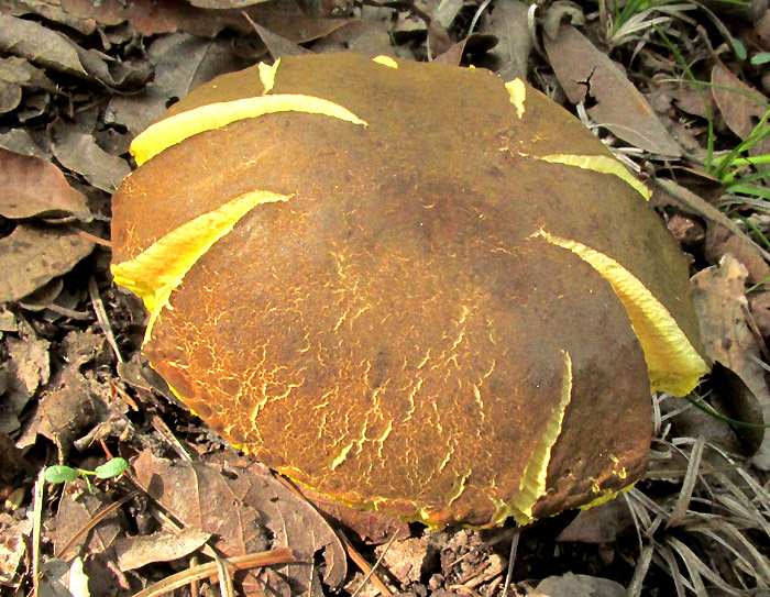 Suede Bolete, XEROCOMUS SUBTOMENTOSUS, in habitat, yellow-cracked cap