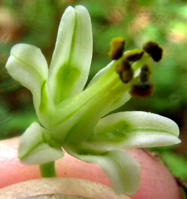 Green Deathcamas, ANTICLEA {Zigadenus} VIRESCENS, flower from front, stamens
