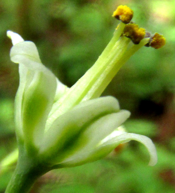 Green Deathcamas, ANTICLEA {Zigadenus} VIRESCENS, flower from side