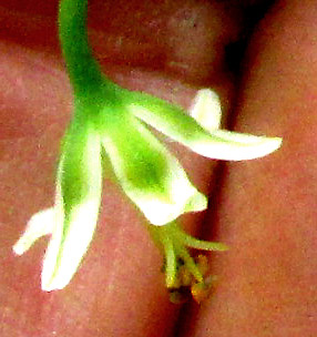 Green Deathcamas, ANTICLEA {Zigadenus} VIRESCENS, flower spreading stamens
