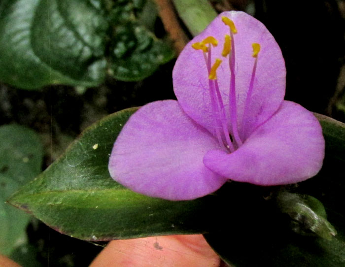 Purple Spiderwort, TRADESCANTIA PALLIDA, flower close-up from front
