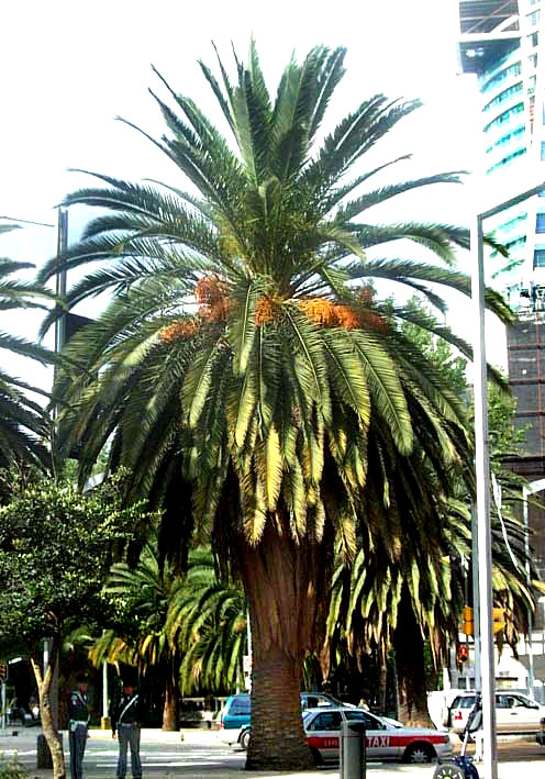 Canary Island Date Palm, PHOENIX CANARIENSIS