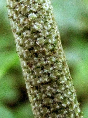 PIPER cf. SCHIEDEANUM, section of flowering spike