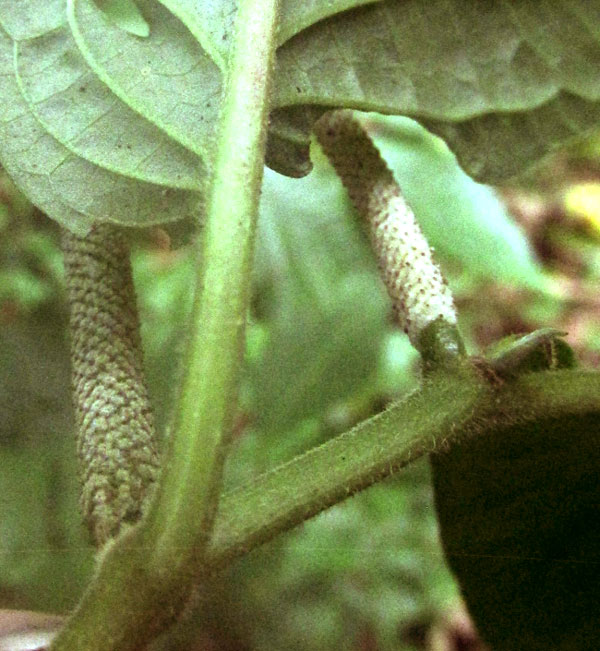 PIPER cf. SCHIEDEANUM, stem, petioles, leaf bases