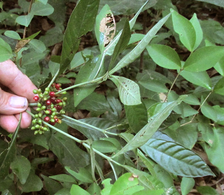 Wild Coffee, PSYCHOTRIA TENUIFOLIA, leafy stem with fruits