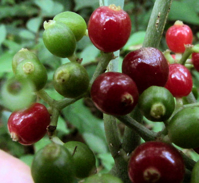 Wild Coffee, PSYCHOTRIA TENUIFOLIA, fruits