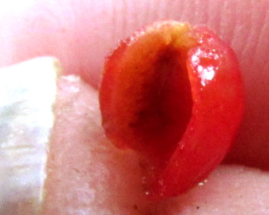 Wild Coffee, PSYCHOTRIA TENUIFOLIA, fruit flesh showing cavity left by one seed