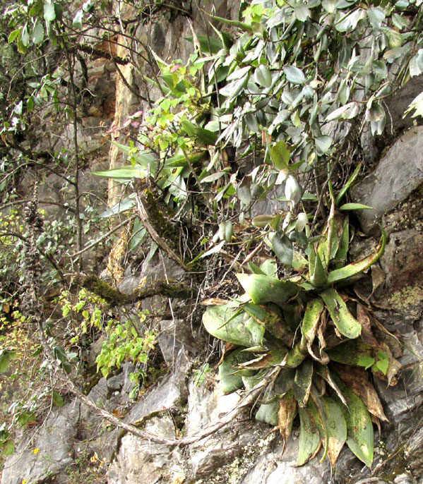 Maguey de Peña, AGAVE MITIS, fruiting plant in habitat