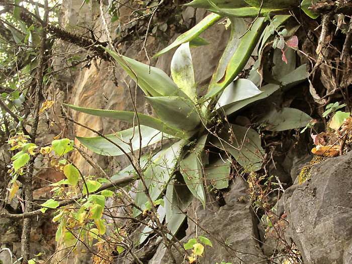 Maguey de Peña, AGAVE MITIS, plant in habitat