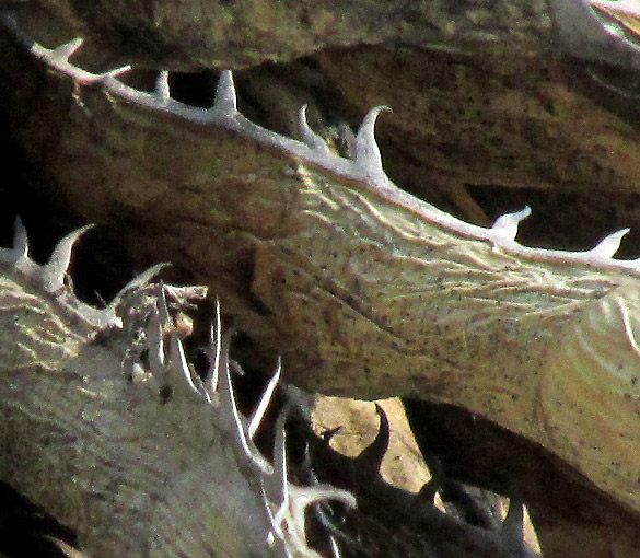 white blade margins and spines close-up