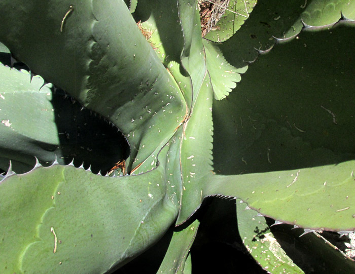 Century Plant, AGAVE SALMIANA, leaf bases and spines