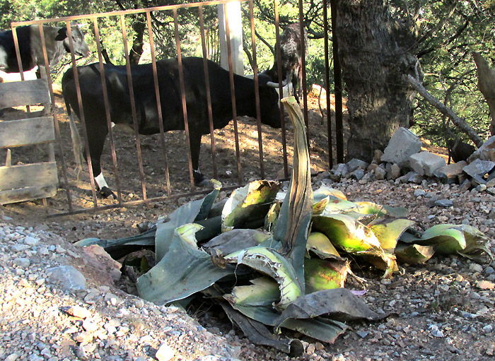 Century Plant, AGAVE SALMIANA, leaf bases for cattle food