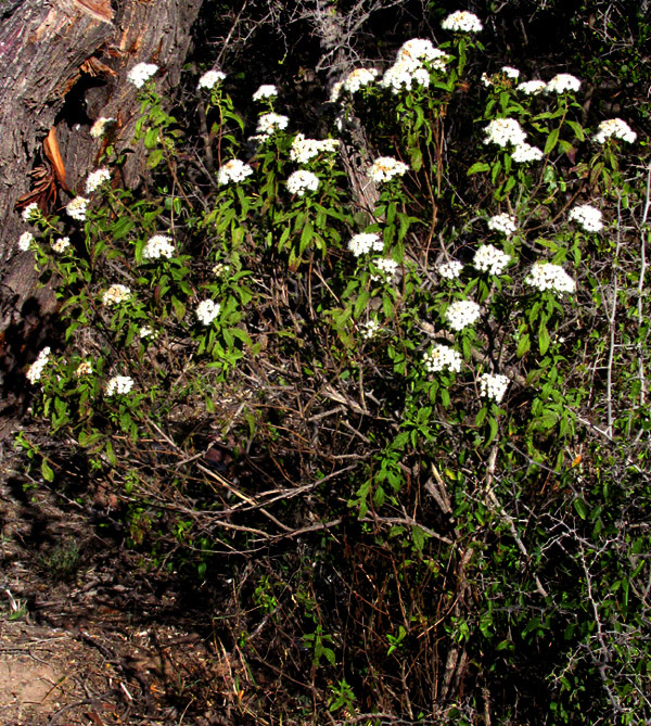 AGERATINA BREVIPES, flowering shrub in habitat