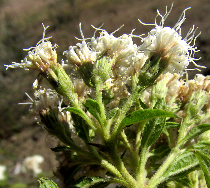 AGERATINA BREVIPES, inflorescence structure