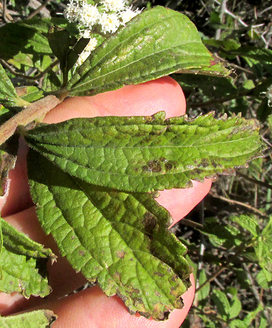 AGERATINA BREVIPES, leaves' upper surface