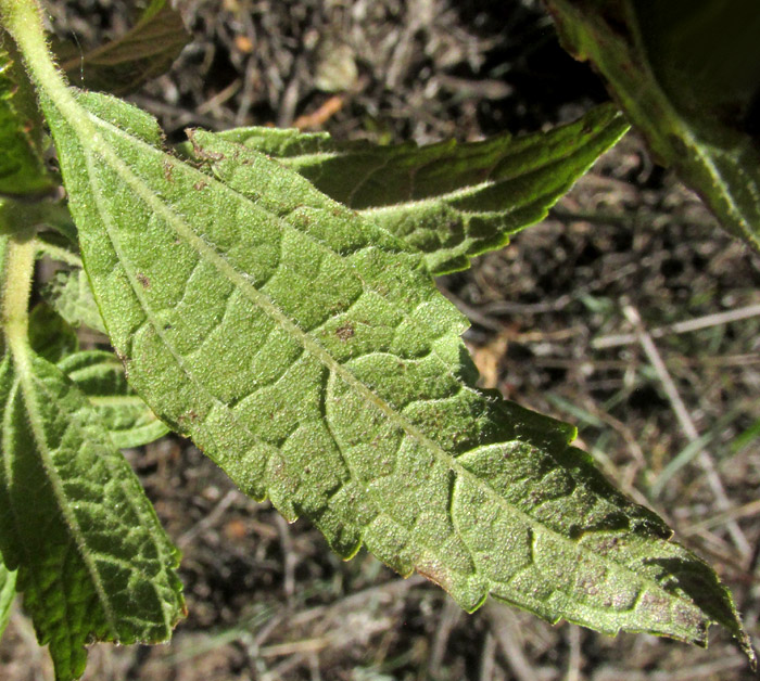 AGERATINA BREVIPES, leaf lower surface