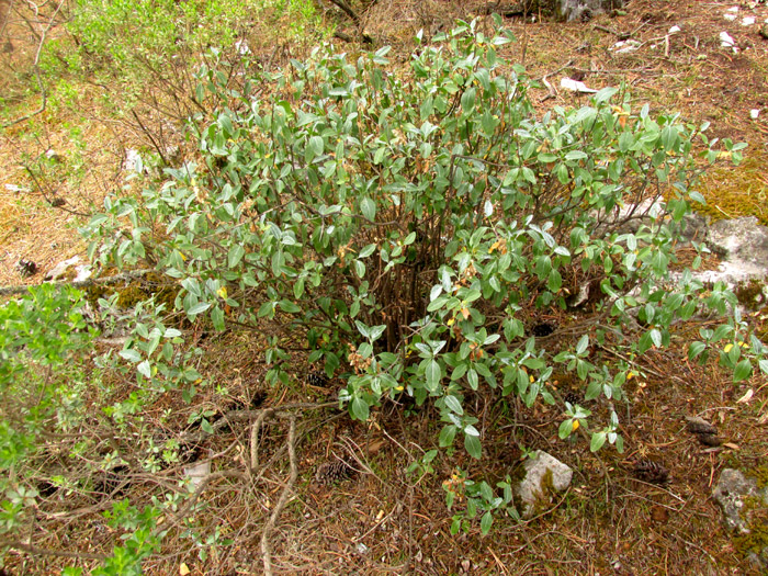 AGERATINA HIDALGENSIS, plant in habitat