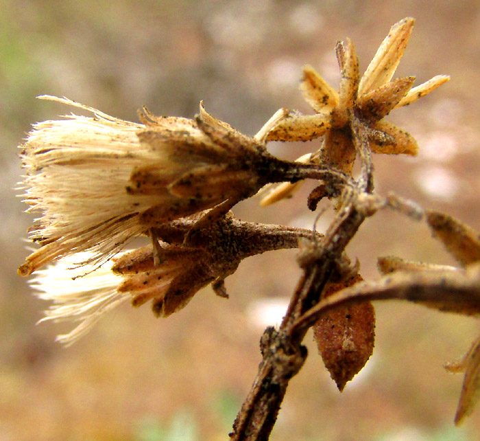 AGERATINA HIDALGENSIS, capitula with developed cypsela pappus