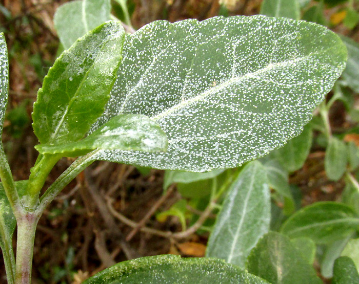 AGERATINA HIDALGENSIS, leaves conspicuously gland-dotted