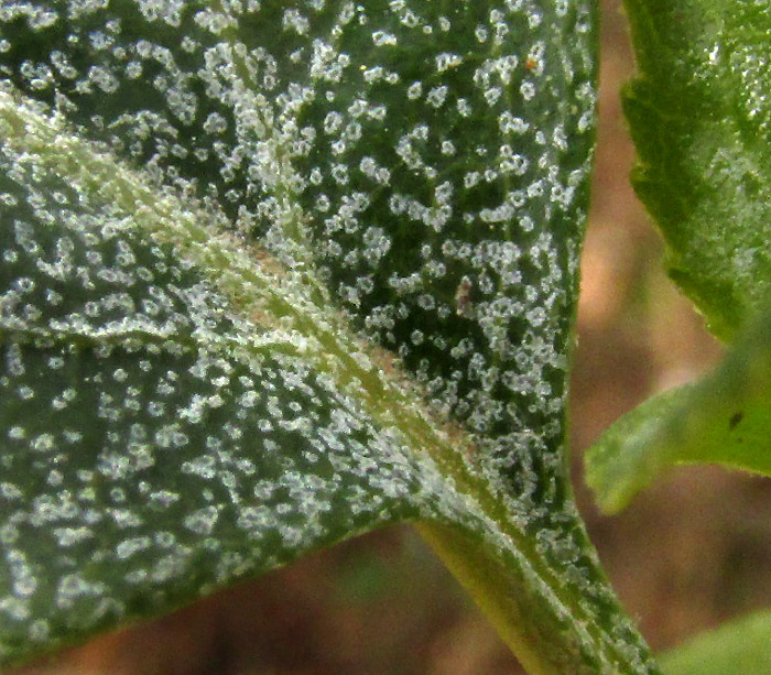 AGERATINA HIDALGENSIS, leaf-top white speckles close up