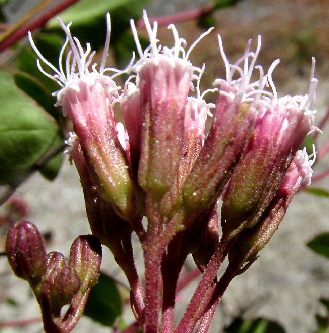 AGERATINA HIDALGENSIS, capitula side view showing bracts
