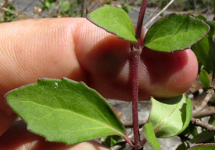 AGERATINA HIDALGENSIS, leaves and stem
