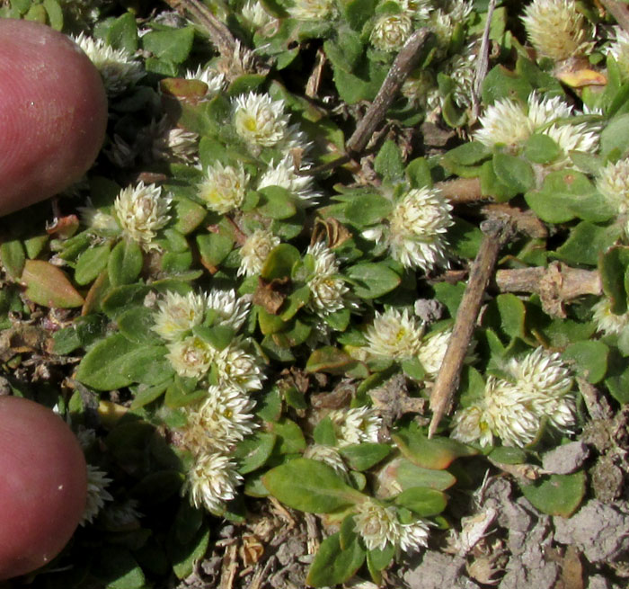 Mat Chaff-flower, ALTERNANTHERA CARACASANA, mat-forming