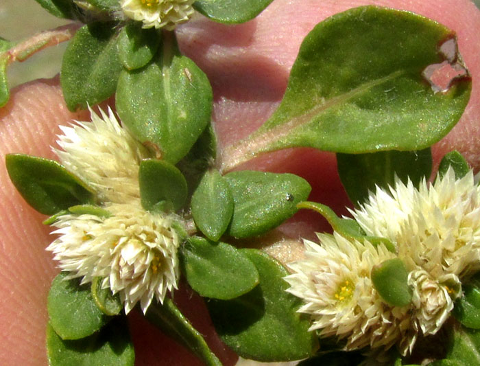 Mat Chaff-flower, ALTERNANTHERA CARACASANA, leaves and flower clusters