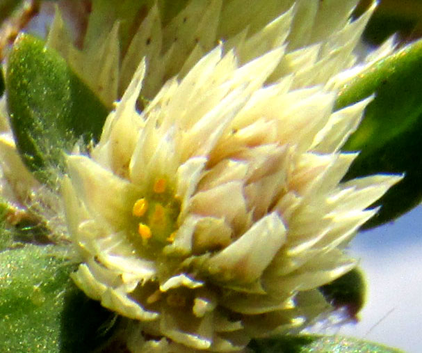 Mat Chaff-flower, ALTERNANTHERA CARACASANA, flower close-up