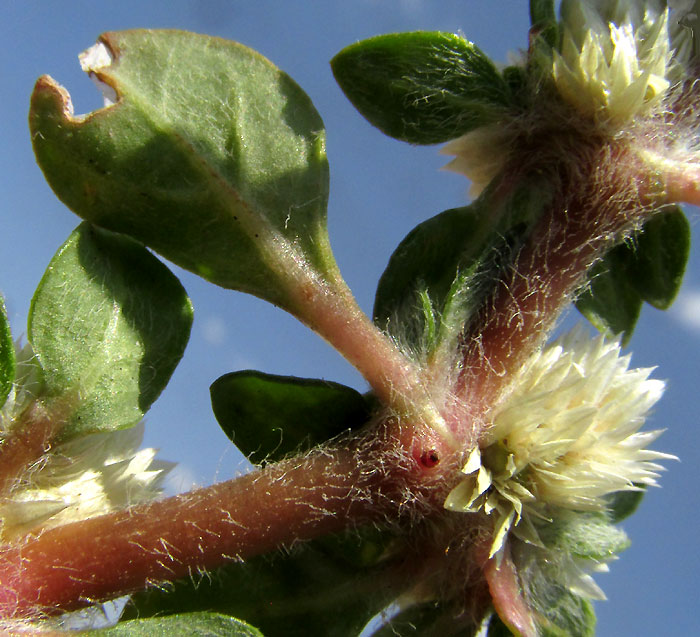 Mat Chaff-flower, ALTERNANTHERA CARACASANA, leaf, hairy stem, flowering head