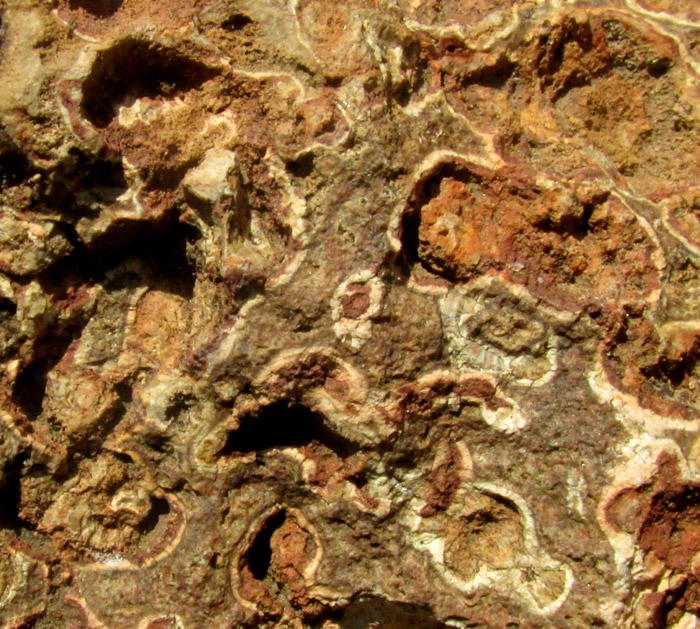 amygdules in rhyolite close-up
