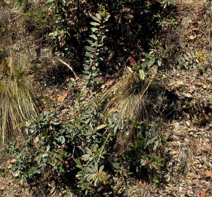 ARBUTUS MOLLIS, flowering shrub in habitat