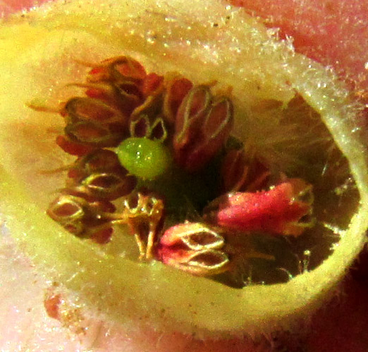 ARBUTUS MOLLIS, top of corolla removed showing stamens and stigma from top