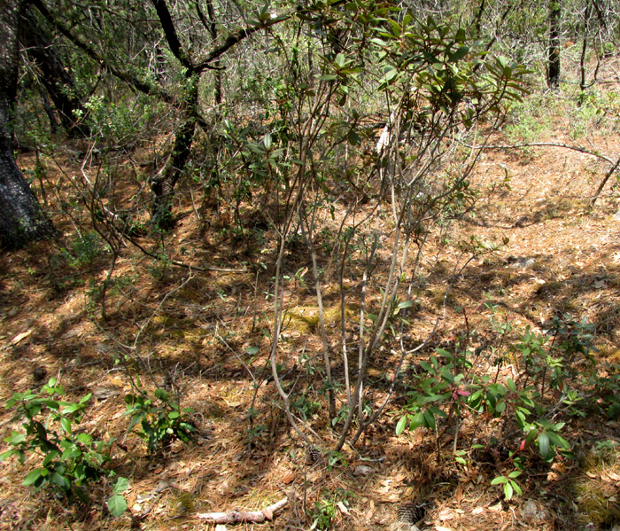 ARBUTUS XALAPENSIS, bush in habitat