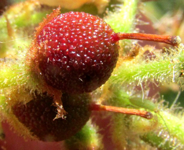 ARBUTUS MOLLIS, young, red fruit