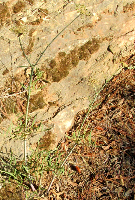 ARRACACIA TOLUCENSIS, plant in habitat