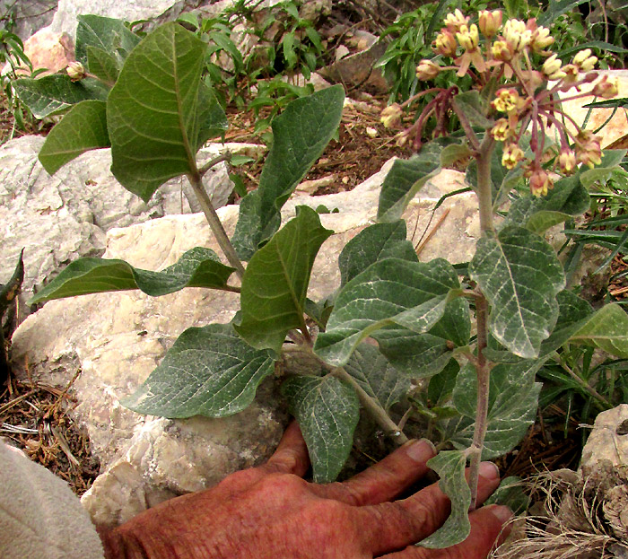 ASCLEPIAS NOTHA, plant in habitat