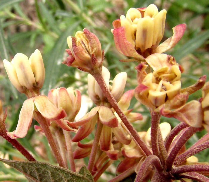 ASCLEPIAS NOTHA, flowers from side