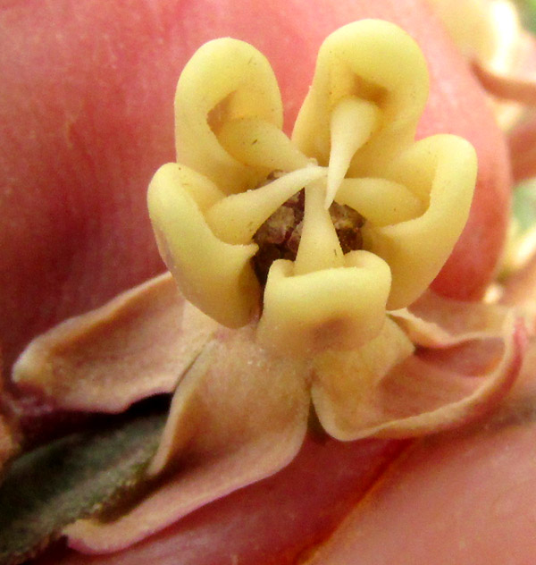 ASCLEPIAS NOTHA, flower showing gynostegium, horns and hoods