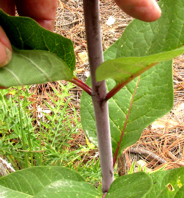 ASCLEPIAS OVATA, glabrous leaves, top and bottom