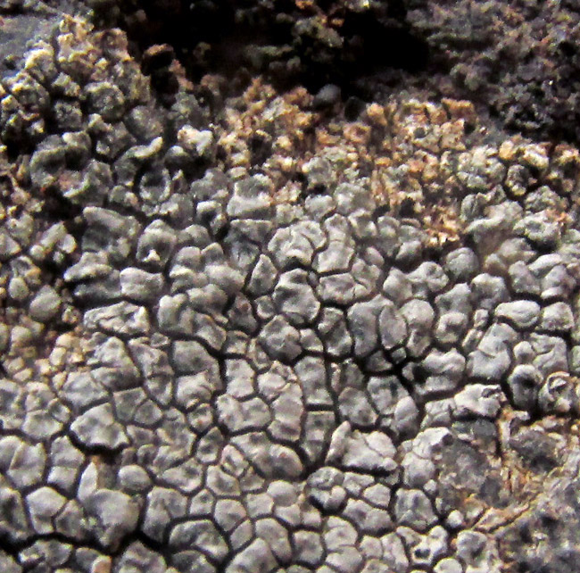 Cinder Lichen, ASPICILIA CINEREA, lichen's margin, turning slightly orange
