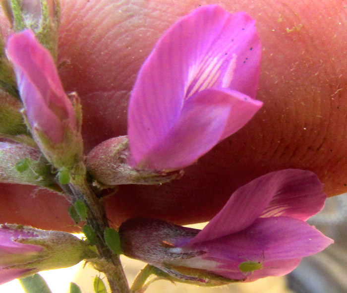 Halfmoon Milkvetch, ASTRAGALUS WOOTONII, flower close-up