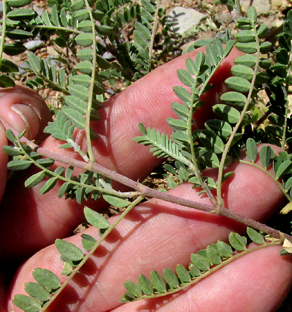 Halfmoon Milkvetch, ASTRAGALUS WOOTONII, leaves on pinkish stem