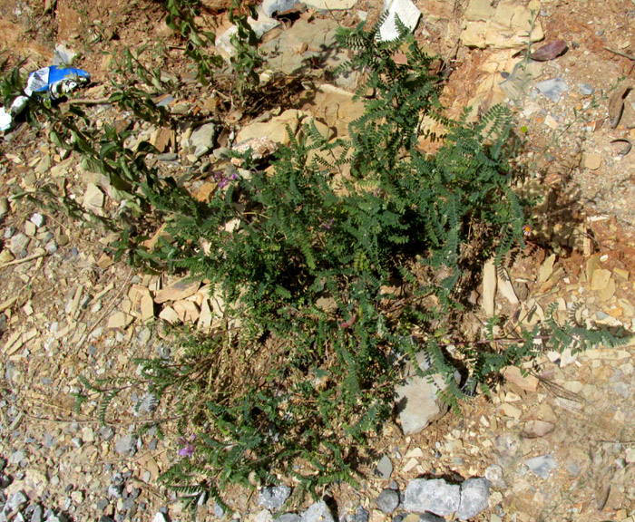 Halfmoon Milkvetch, ASTRAGALUS WOOTONII, in habitat