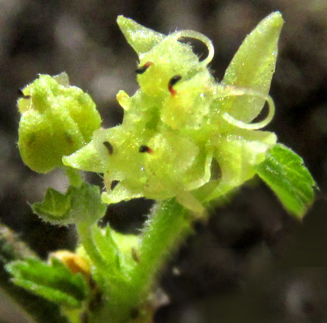 AYENIA COMPACTA, flower viewed from top, showing appendages