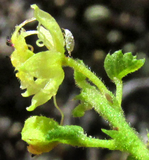 AYENIA COMPACTA, flower viewed from side