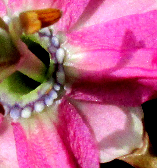 Banana Passionflower, PASSIFLORA TARMINIANA, close-up of bumps representing the corona