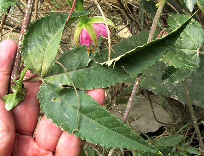 Banana Passionflower, PASSIFLORA TARMINIANA; leaf