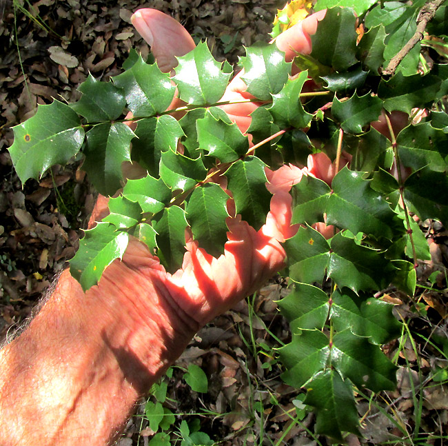 BERBERIS MORANENSIS leaves on stem