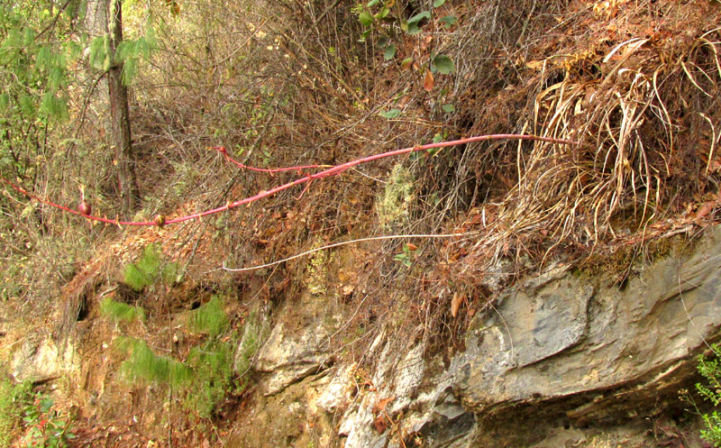 BESCHORNERIA cf. TUBIFLORA, fruiting colony in habitat